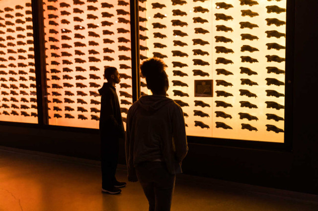 Children looking an a wall display of many dire wolf skulls in a case with orange lighting