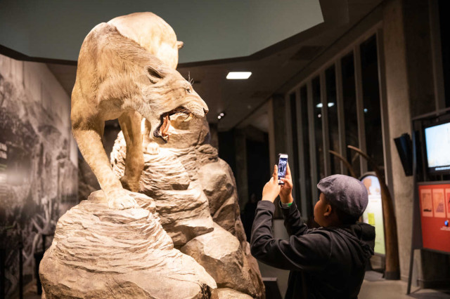 Child photographing saber-toothed cat relative sculpture