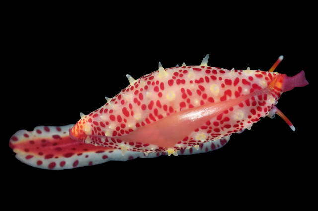 Animalia: Mollusca: Gastropoda: Littorinimorpha: Ovulidae: Simnia: Simnia vidleri