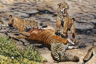 Two saber-toothed cats eating and standing on top of a zebra lying on the ground