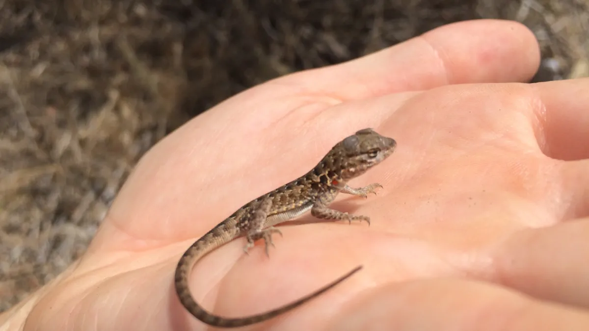 'Tis the Season for Baby Lizards | La Brea Tar Pits