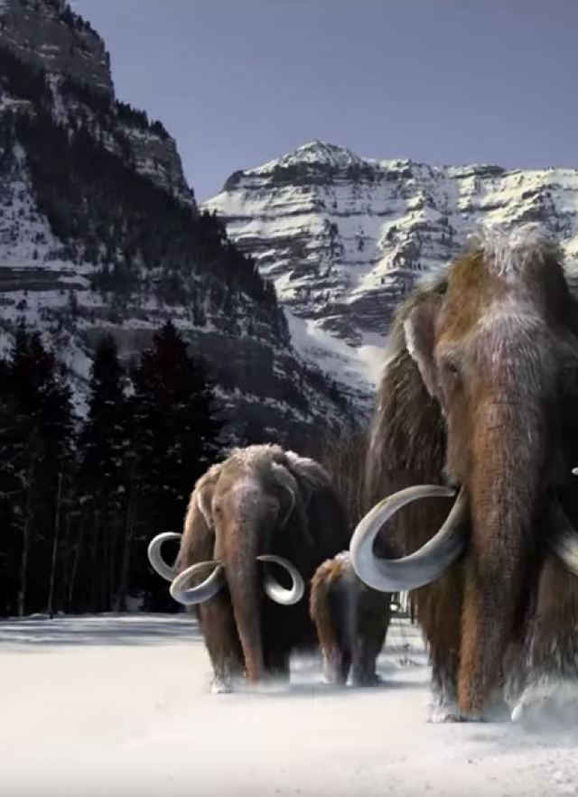 Image of mammoths