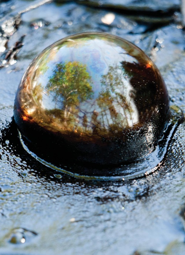 Tar Bubble at the La Brea Tar Pits