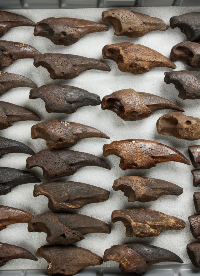 Our Collections La Brea Tar Pits