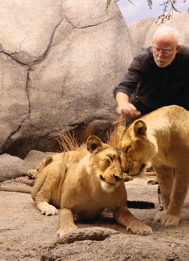 NHMLA taxidermist Tim Bovard with a pair of lionesses nuzzling in the African Mammal Hall.