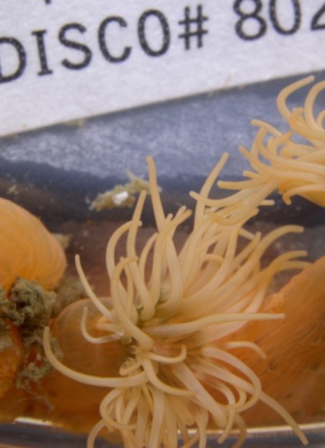These little anemones were collected and photographed live, but have not yet been identified. Anemones are related to corals and jellies (also known as jellyfish, from back when anything in the ocean was a “fish”). Anemones look so peaceful with their saying tentacles, but they use those to sting animals that pass by so they can paralyze them and eat them.