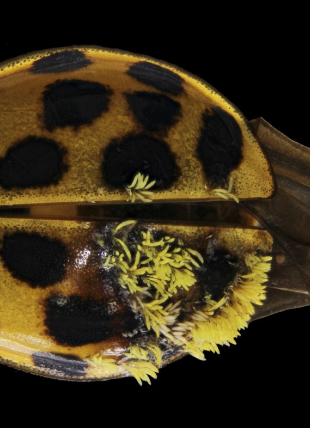 Laboulbeniales fungus on ladybug