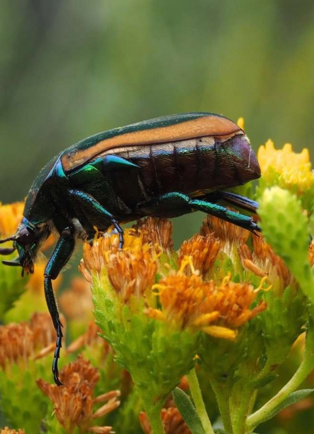 image of fig beetle