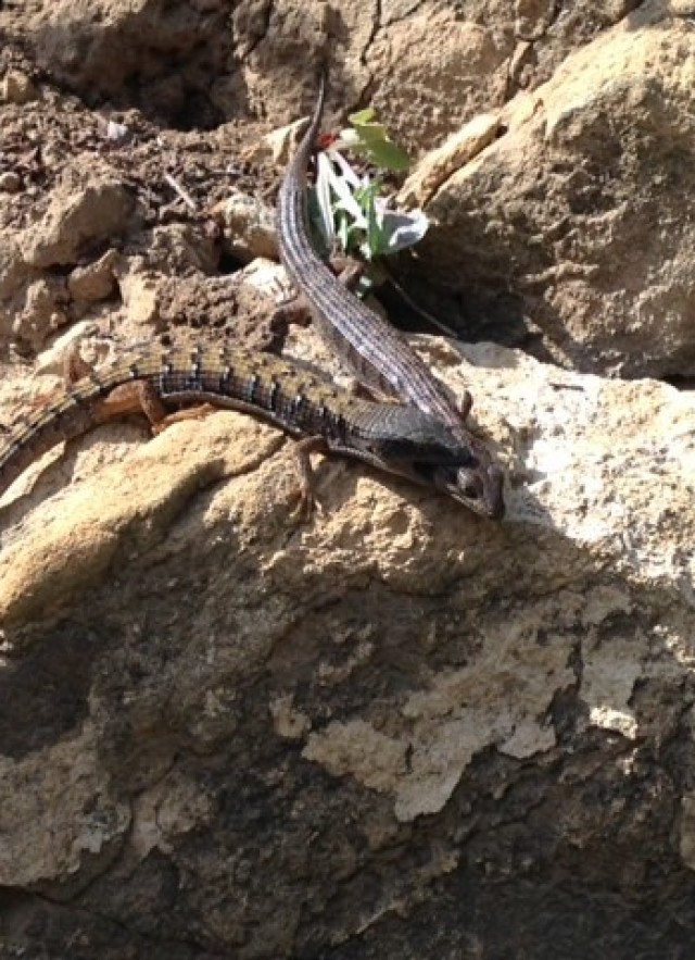 lizard biting another lizard 