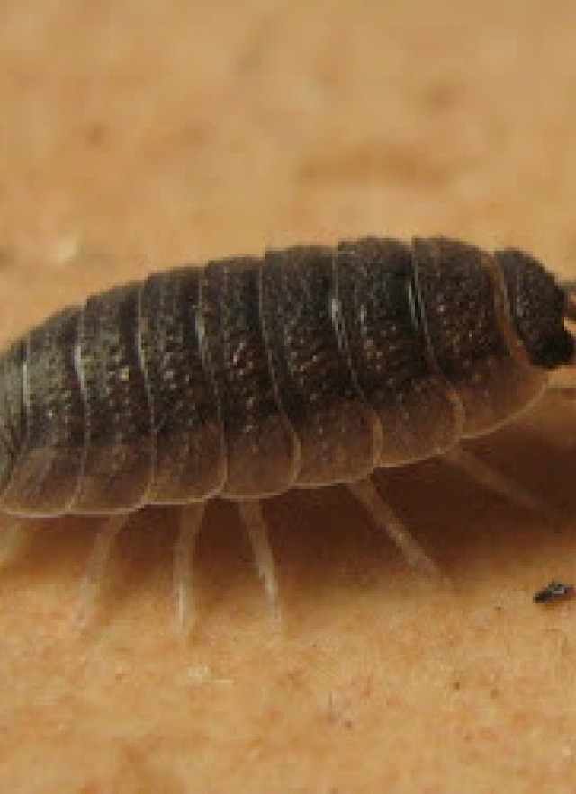 Common Rough Woodlouse, Porcellio scaber