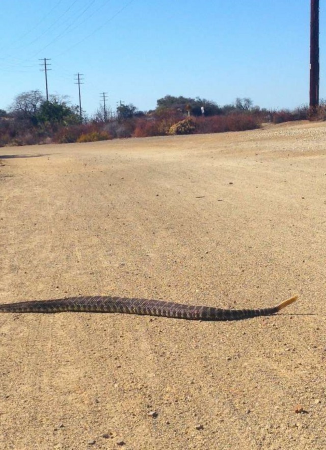 image Rattlesnake sliding across desert road in california