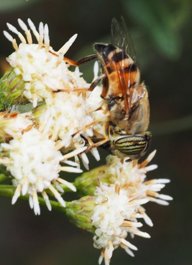 Eristalinus taeniops insect on flower