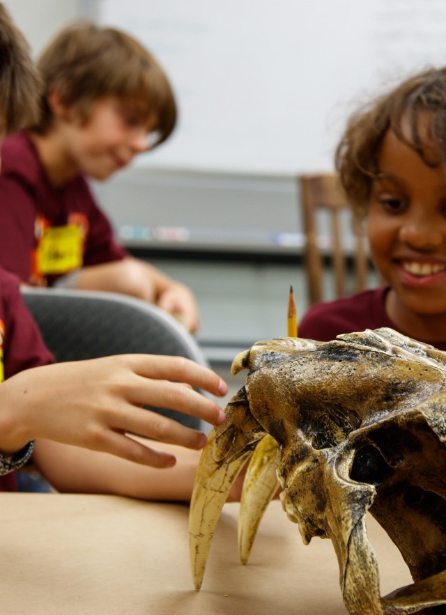 adventures in nature kids sabertooth smilodon skull la brea tar pits