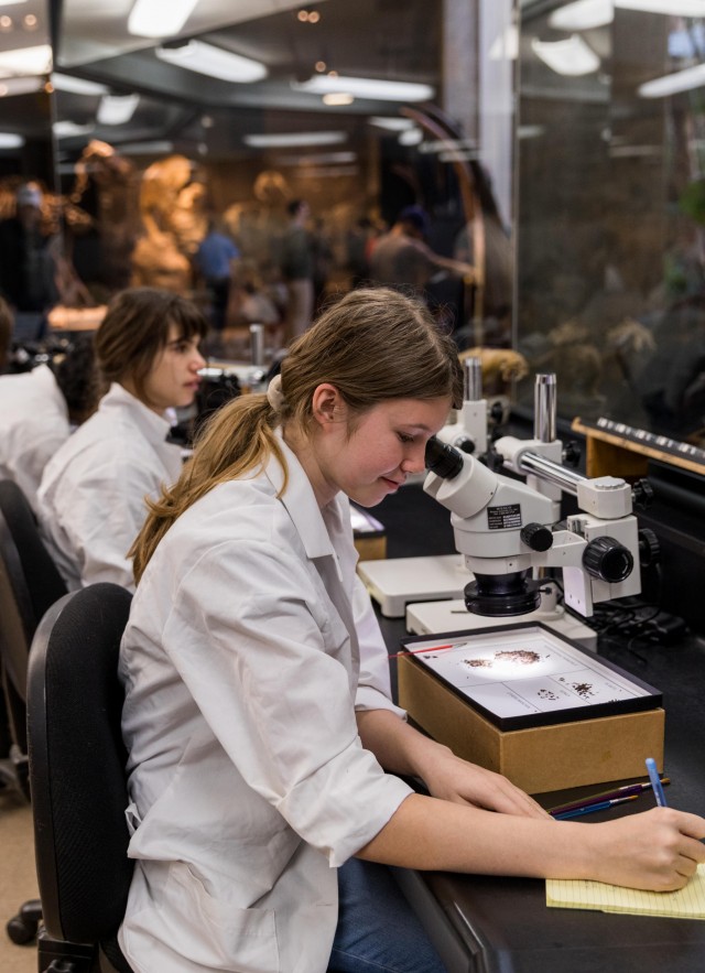 Teens helping out in the Fossil Lab as part of La Brea Tar Pits Teen Program