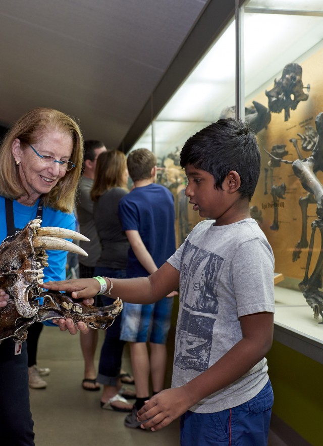 gallery interpreter saberooth smilodon skull la brea tar pits guest kid