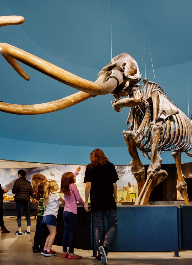 guests kids family zed mammoth skeleton la brea tar pits 