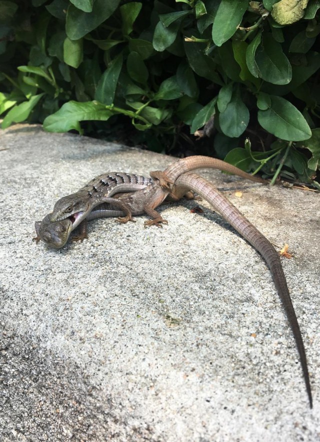A pair of southern alligator lizards in a bite hold and potentially mating