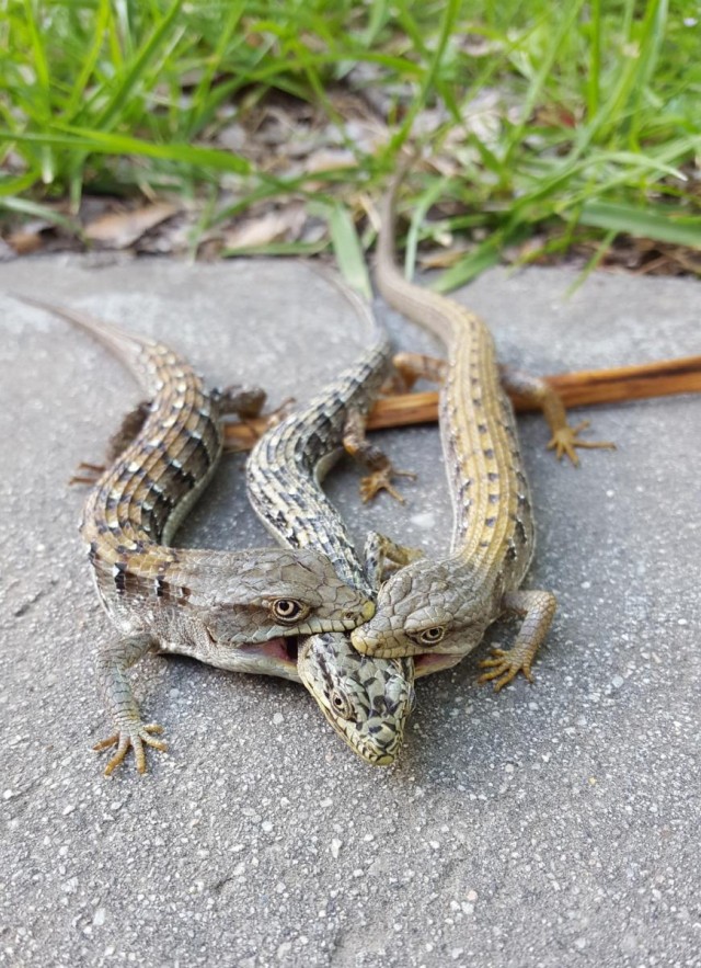 Two males biting the head and neck region of a female Southern Alligator Lizard