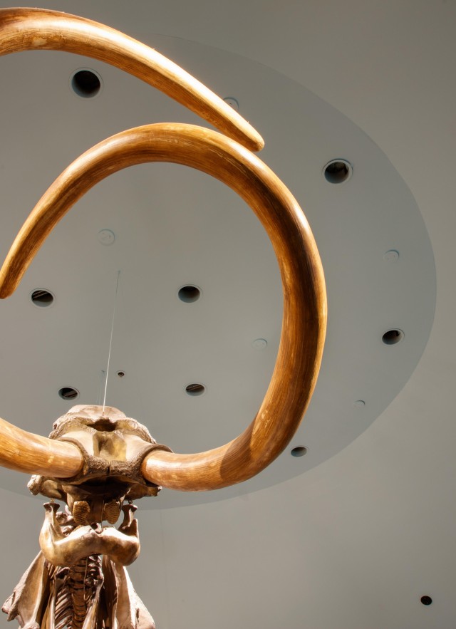 Tour the Museum to learn how the Tar Pits have been telling the stories L.A.'s ice age giants for over 100 years