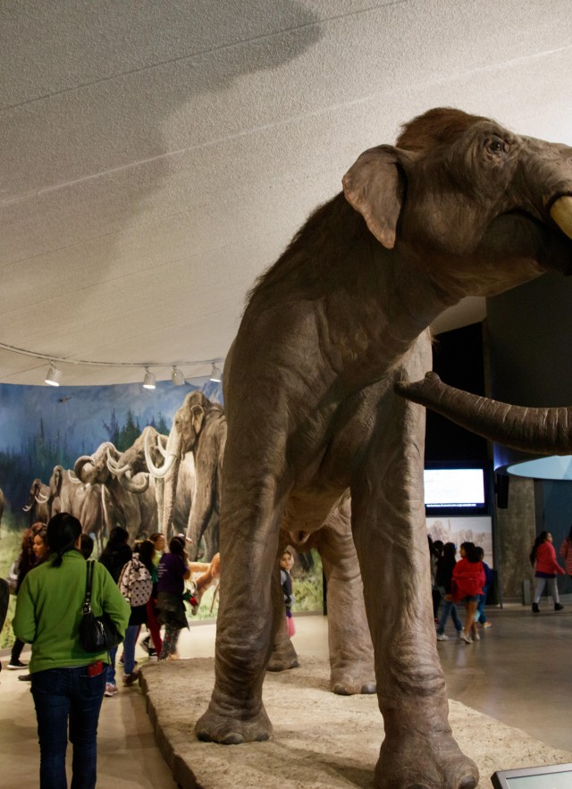 Visitors walking around La Brea Tar Pits museum and admiring the Mammoths and Mastodons displays