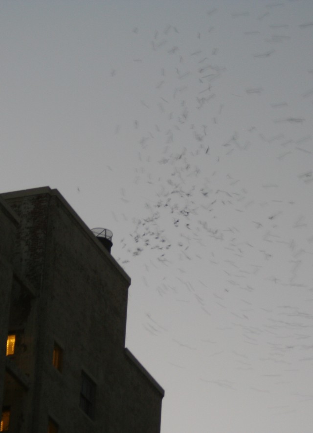 Vaux’s Swifts using communal roosting site in Downtown Los Angeles.