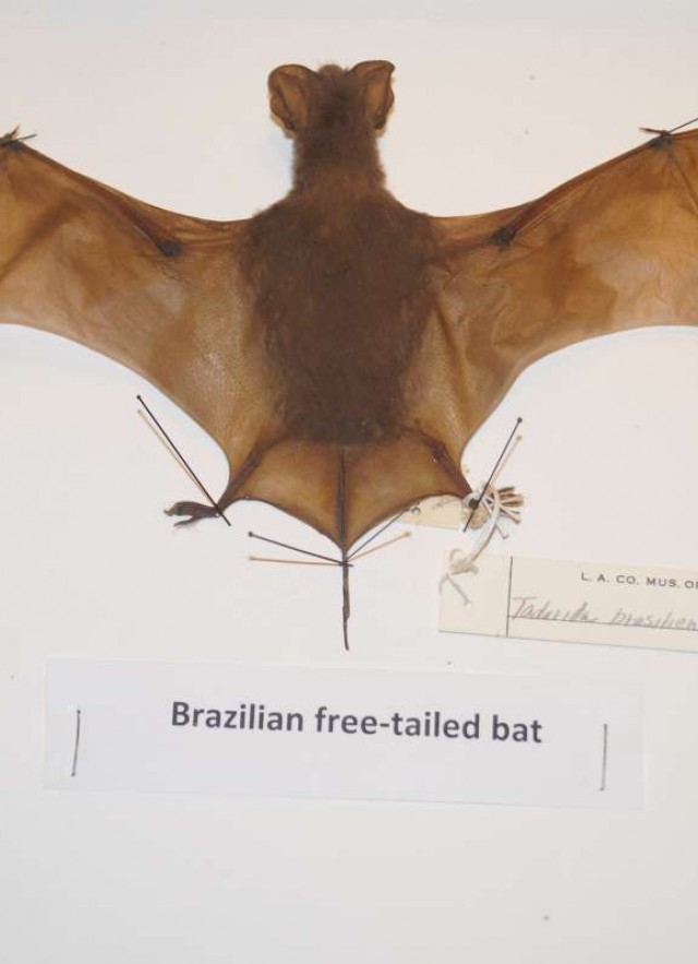 Bat, Collections, Natural LA