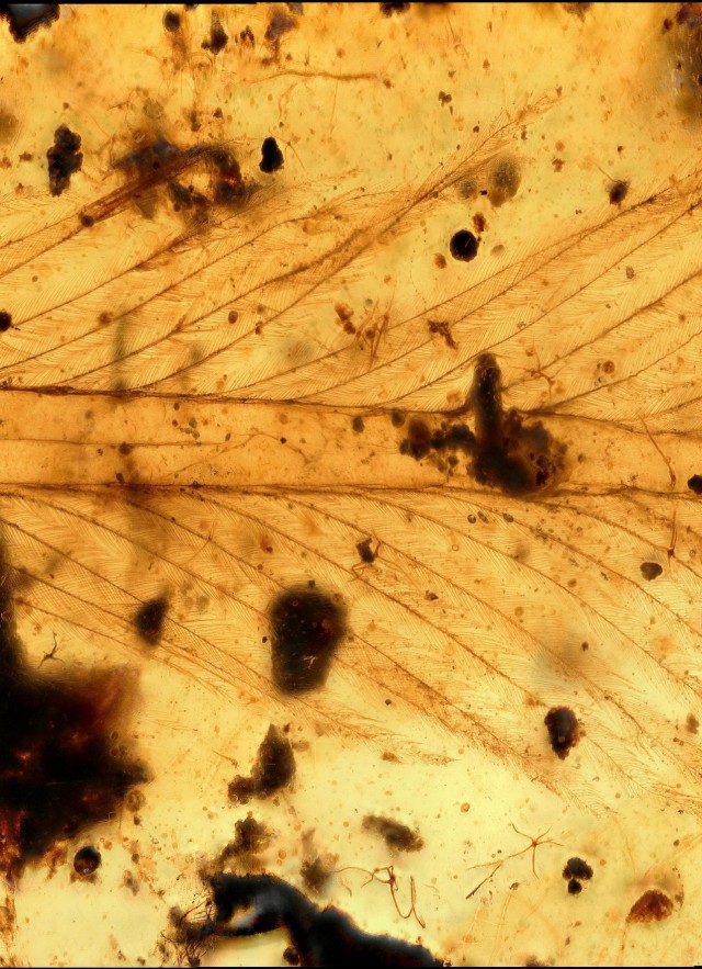 Dinosaur Feathers Trapped in Amber