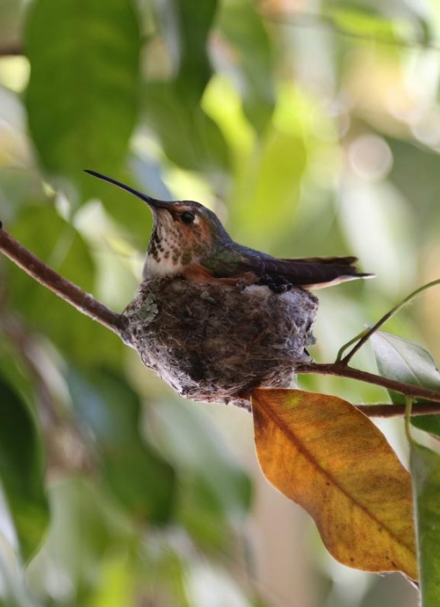 Hummingbird, tree, photography