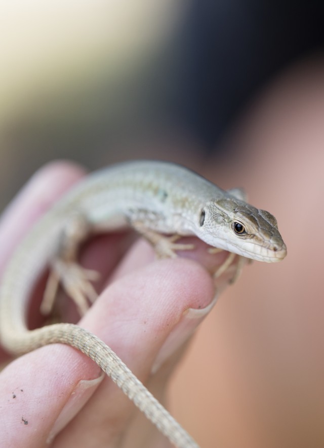 Close up of lizard on hand
