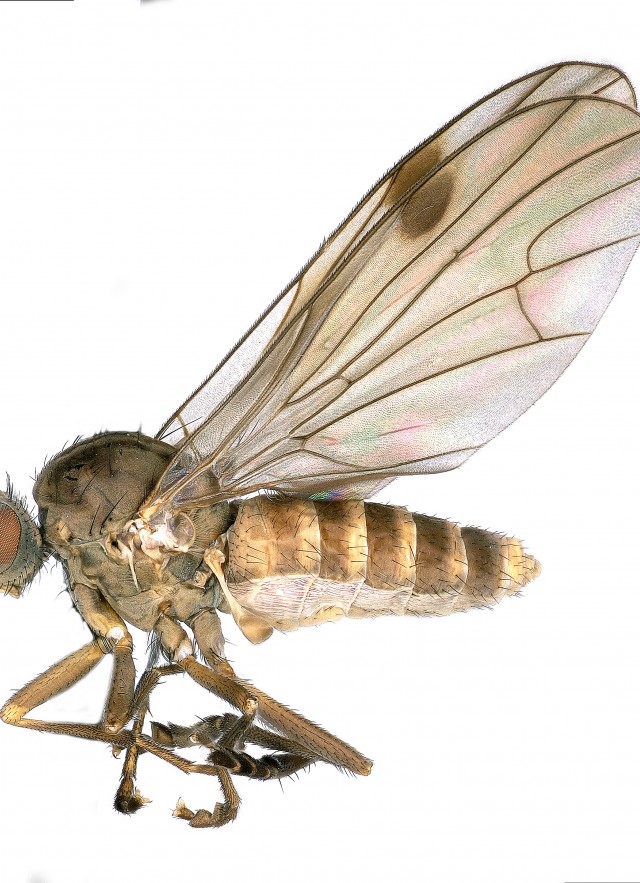 Close up of flat footed fly