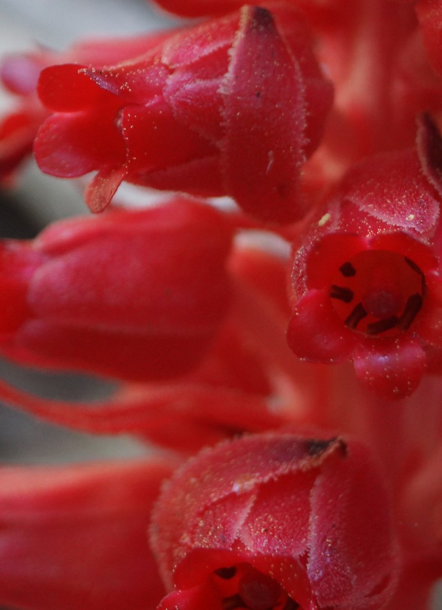 Snow plant’s scientific name, Sarcodes sanguinea, translates to “bloody flesh-like thing.”