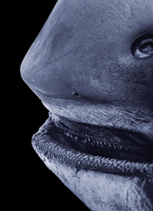 Up-close view of Megamouth