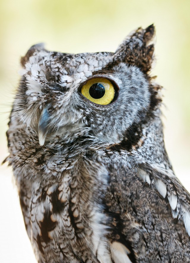 Close-up of Odin the Owl at NHM