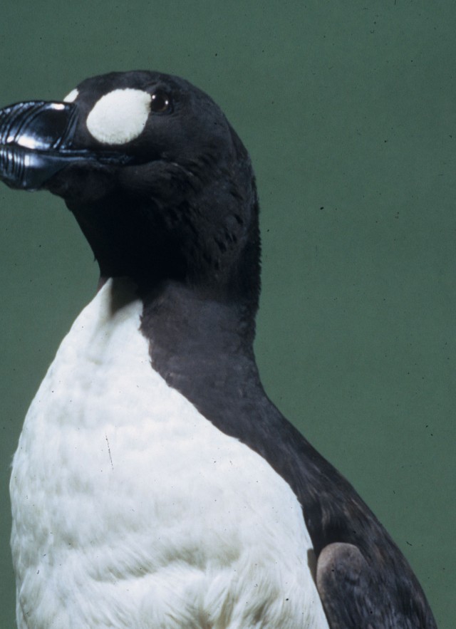 Great Auk in NHM's collections