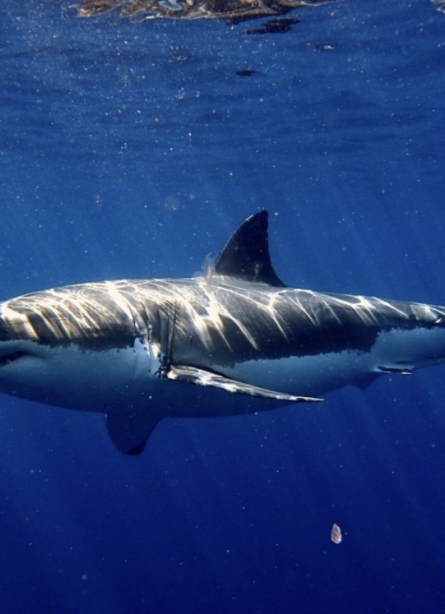 Great white shark