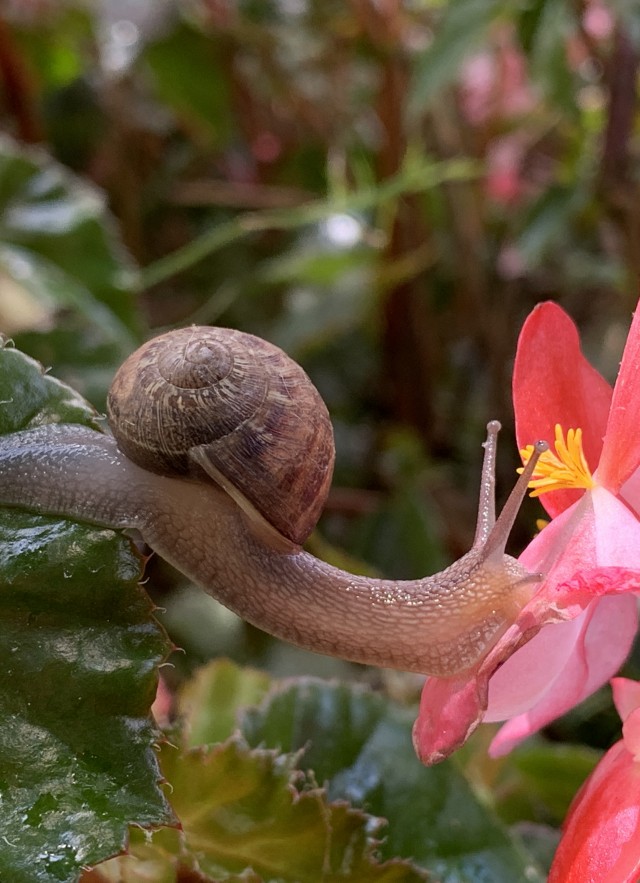 A snail stretches its body from a green leaf onto a bright pink flower. 