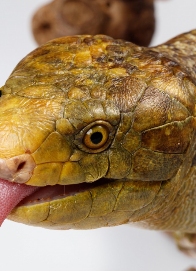 Tallulah the Solomon Island Skink with her tongue out