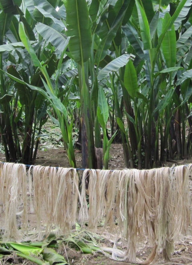 Abaca fiber drying