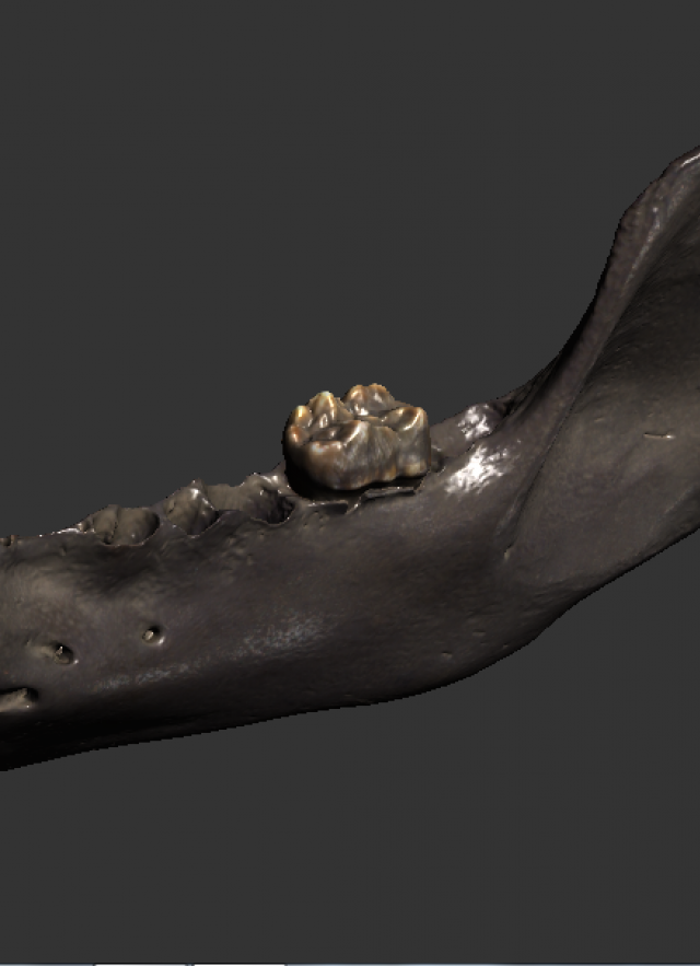 A grizzly bear jaw from Pit 61