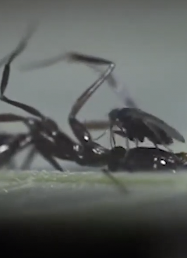 Ant decapitating fly up-close