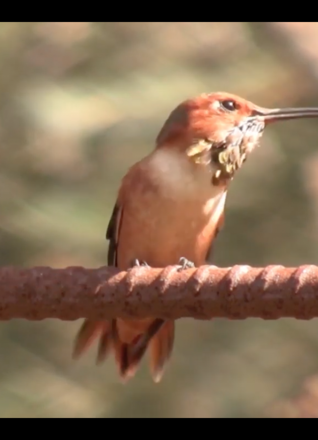 A bird sits in nature