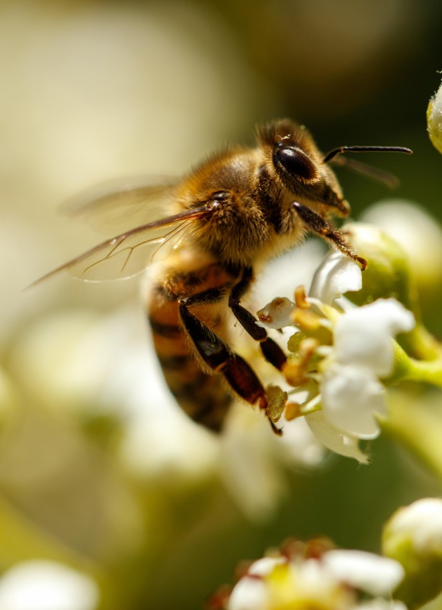 Garden Bee