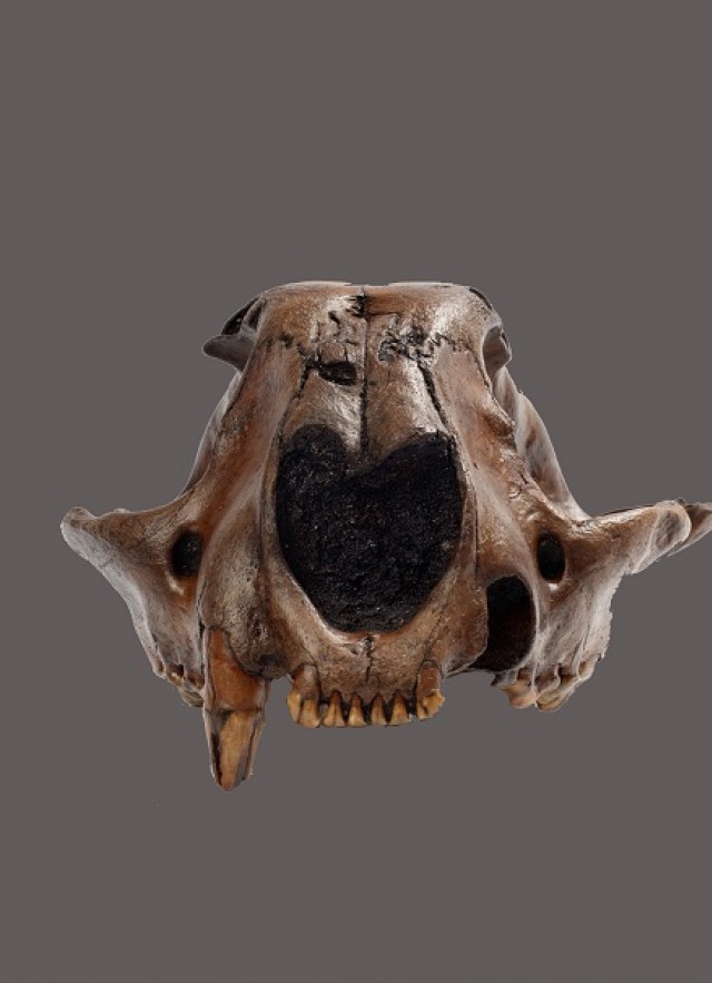 Puma skull from Project 23 at La Brea Tar Pits