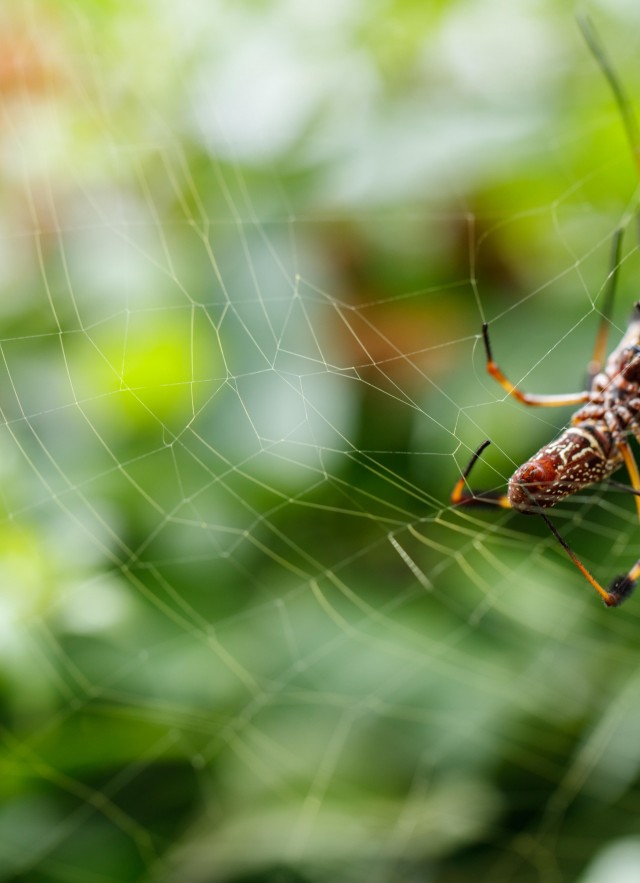 brown spider in its web