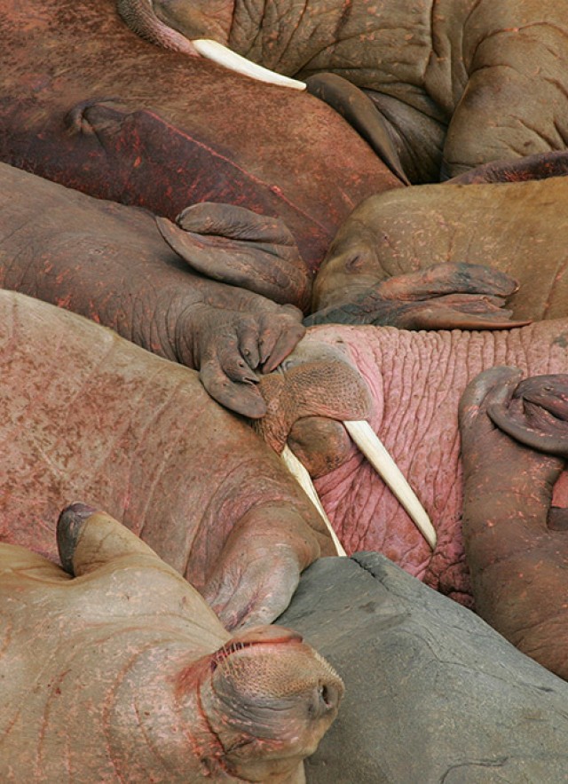 Male walruses relaxing