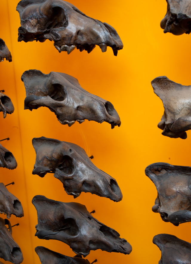 Dire wolf wall of skulls at an angle