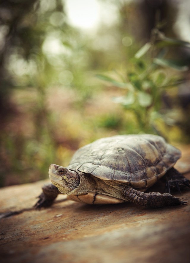 pondy the western pond turtle