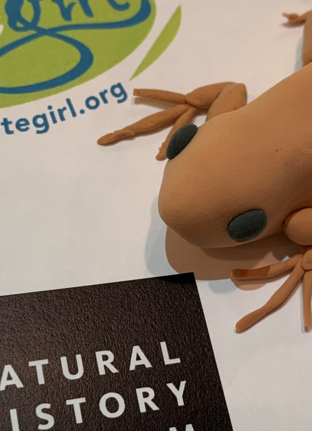 Kiana's frog modeled from clay