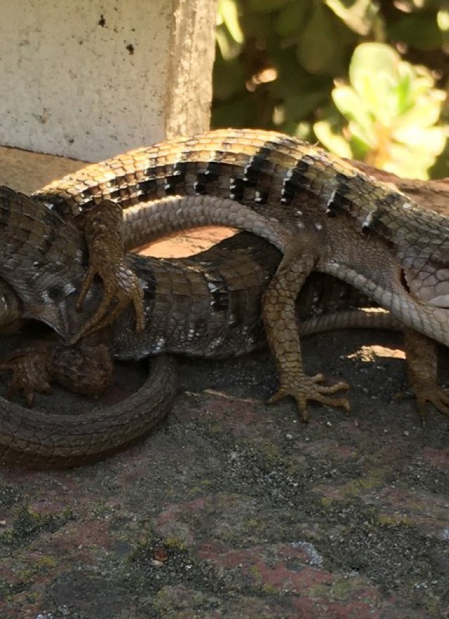 Alligator lizard coitus 2021 by iNat user James