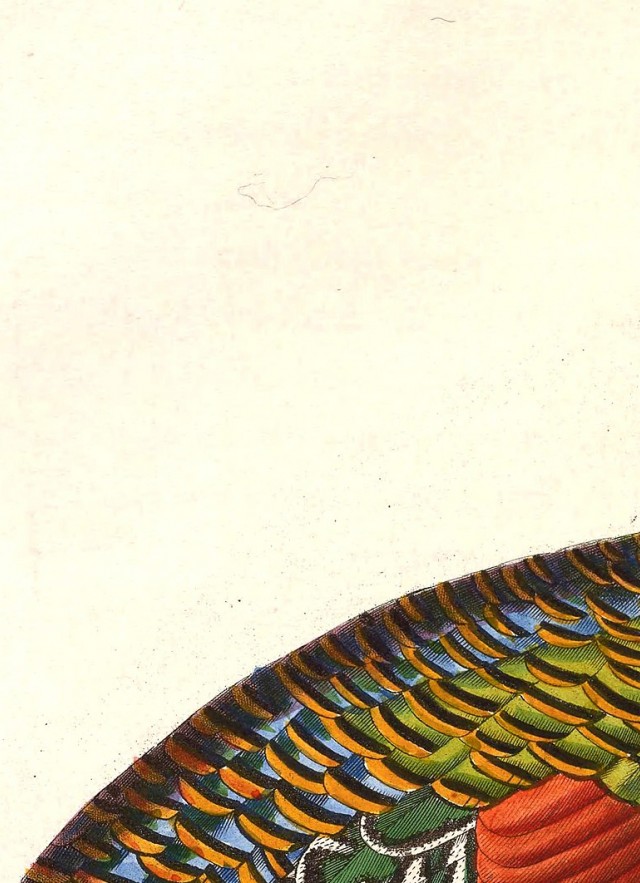 ocellated turkey image for header